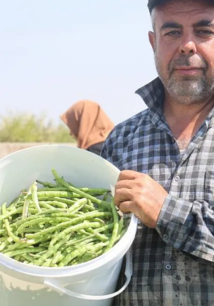 Hatay'da lübye mesaisi başladı! Tarlada 50 TL, markette 140 TL'ye satılıyor