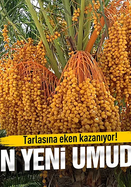 Hurma çiftçinin yeni umudu oldu