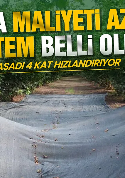 OMÜ'lü uzmandan fındık üreticisine maliyet uyarısı: 'File örtü hasadı 4 kat hızlandırıyor'