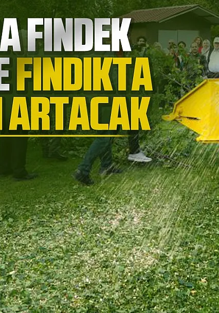 Samsun Atakum'da fındığın randımanın artıracak proje