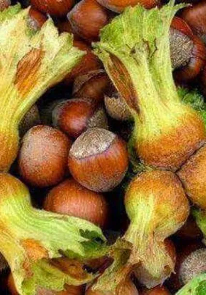 Samsun'da fındık fiyatları dengeli seyrediyor