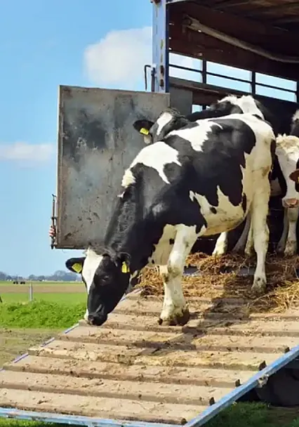 Samsun'da hayvan nakillerinde refah ve korunma eğitimi ile sınavı yapılacak