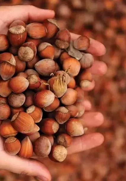 Üretici şokta, pazar karıştı! 29 Haziran il il Güncel fındık fiyatları serbest piyasayı salladı: Samsun, Ordu, Giresun kaç TL oldu?