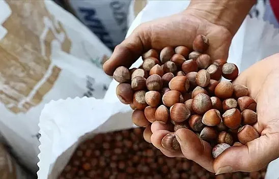 14 Mart 2026 Sakarya fındık fiyatları açıklandı | İlçe ilçe son durum
