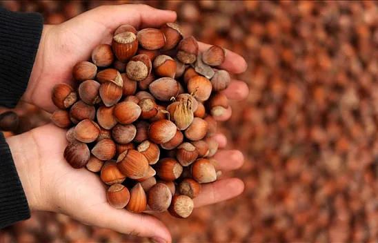 14 Mart Zonguldak fındık fiyatları | Serbest piyasada son durum