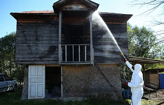 19 Mayıs'ta kahverengi kokarca ile mücadele sürüyor