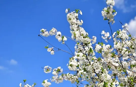2026 Cemre Düşme Tarihleri Belli Oldu! İlk Cemre Ne Zaman, Nereye Düşecek? Havaya, Suya ve Toprağa Cemre Düşüş Sıralaması