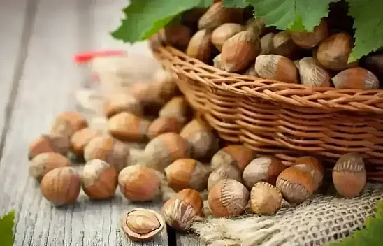 28 Şubat 2026 Giresun fındık fiyatları | Serbest piyasa temkinli hareker ediyor
