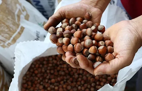 28 Şubat 2026 Kocaeli fındık fiyatları | Piyasada son durum ne?