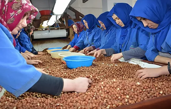 5 Mart 2026 Giresun fındık fiyatları ne kadar? İlçelerde son durum ne?