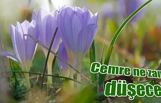 Cemre ne zaman düşecek?