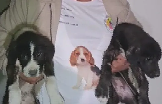 Ağır hasarlı binaya girip iki yavru köpeği kurtardı