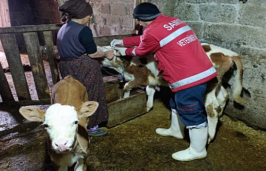 Çarşamba'da aşılama çalışmaları sürüyor