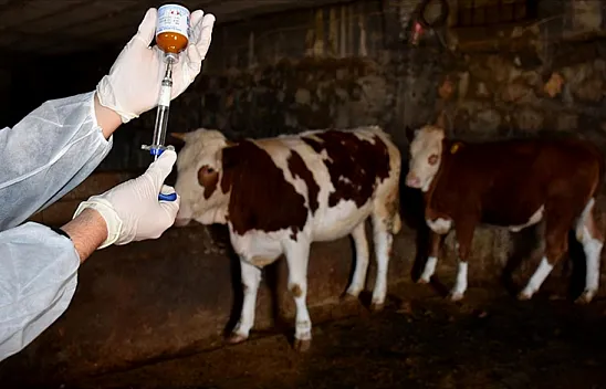 Çarşamba'da hayvanlara 160 bin aşılama yapıldı