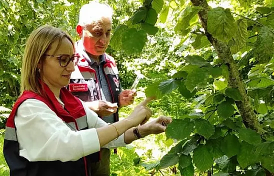 Çarşamba'da kokarcaya karşı büyük mücadele:211 noktada 62 bin samuray arısı salındı