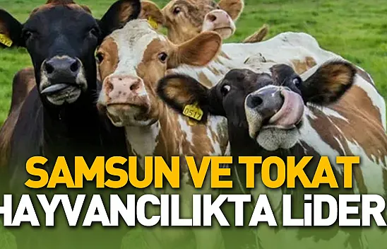 Çorum toprakta, Samsun ve Tokat hayvancılıkta lider!