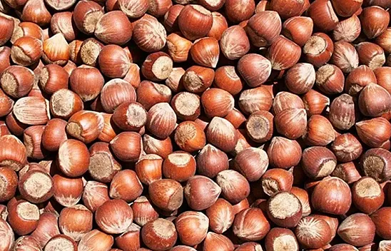 Giresun'da fındık fiyatları 240 TL'ye dayandı!İşte güncel fiyatlar