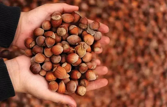 Giresun kalite zirvede: 240 TL sınırı zorlanıyor