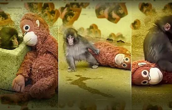 Google'da Punch the Monkey sürprizi!