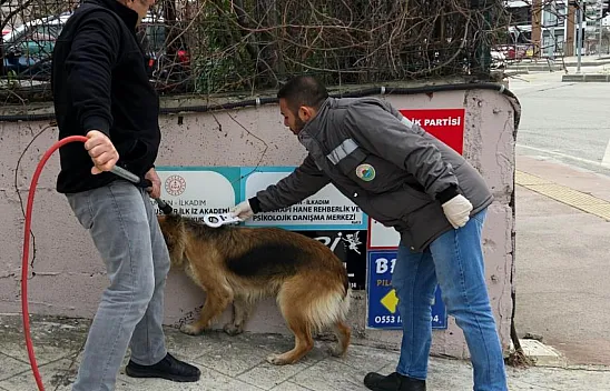 İlkadım'da sokak köpekleri ile mücadele başladı