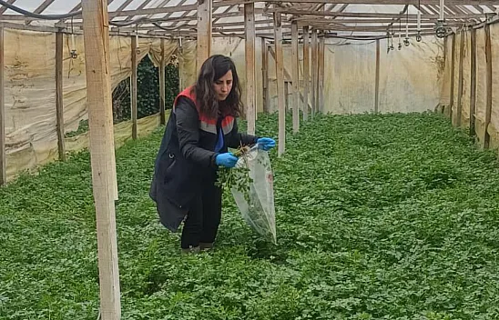 Kışlık sebzeler hasat öncesi denetimden geçiyor