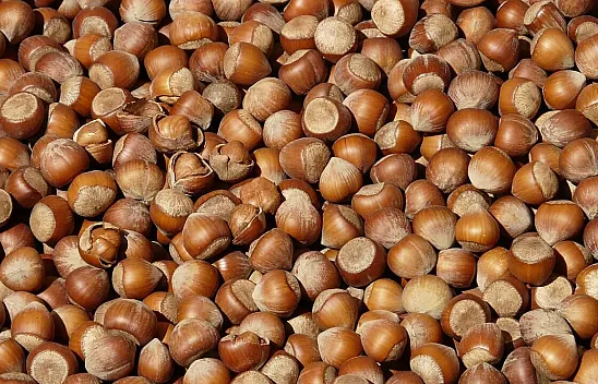 Ordu'da fındık kaç TL oldu?İşte güncel fiyatlar