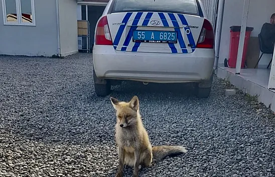 Poligonun sürpriz misafiri! Polisler sahiplendi, tilki hayata tutundu