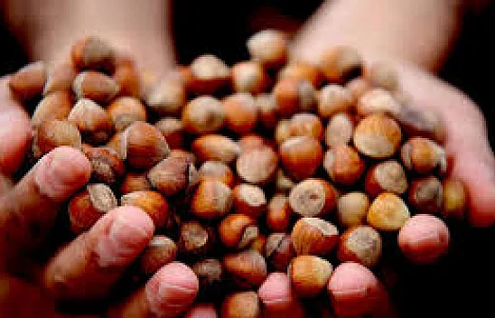 Sakarya'da fındık fiyatları yeniden şekilleniyor