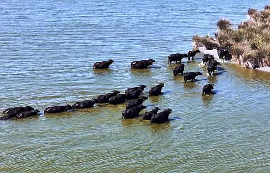 Samsun hayvancılıkta zirvede : Mandada Türkiye birincisi