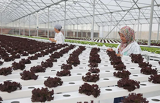 Samsun Organize Tarım Bölgesi ile kalkınacak