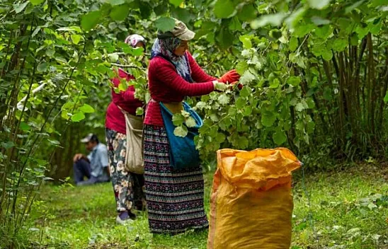 ​Samsunlu üretici beklemede: Fındık fiyatları yükselir mi?