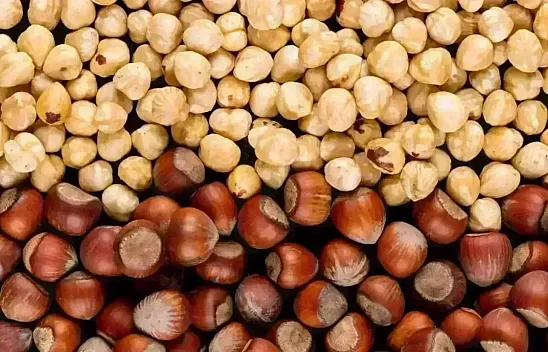 Trabzon'da fındık piyasası canlandı: İlçelerde güncel fiyatlar açıklandı