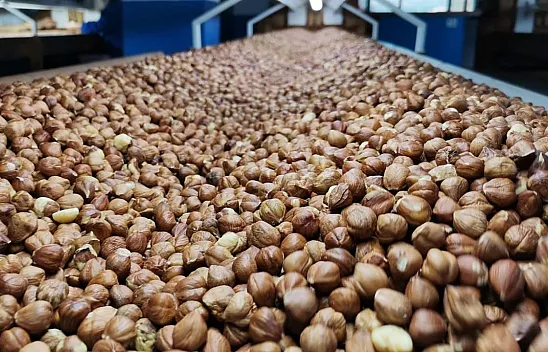 Trabzon'da ibre yukarı: 236 TL seviyesi görüldü