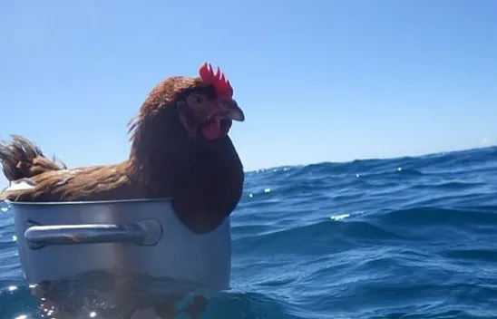 Yüzen Tavuk 'Wilson' Hikayesi ne, nasıl viral oldu?