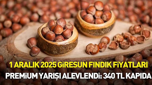 1 Aralık 2025 Giresun Fındık Fiyatları | Premium Yarışı Alevlendi: 340 TL Kapıda