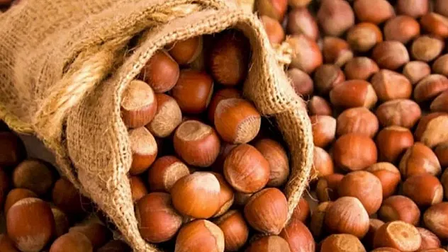 1 Mart 2026 Ordu fındık fiyatları – İlçe ilçe son durum