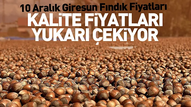 10 Aralık Giresun Fındık Fiyatları | Kalite Fiyatları Yukarı Çekiyor