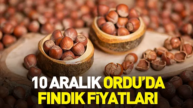 10 Aralık Ordu'da Fındık Fiyatları | Üretici Beklentisi Zirveye Çıkıyor