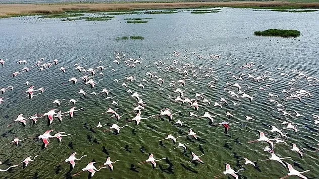 Eber Gölü flamingolarla hareketlendi