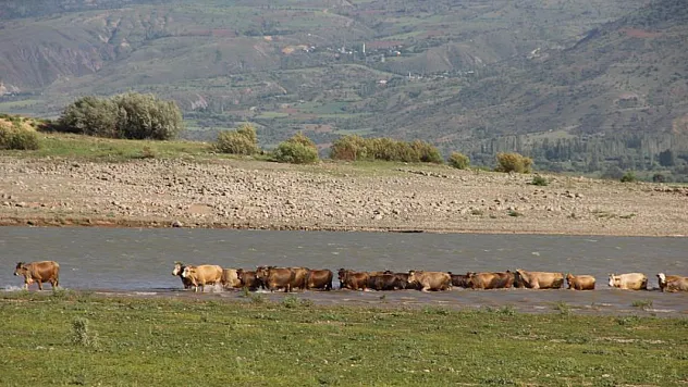 Afrika çöllerini aratmıyordu, şimdiyse kamelyalar sular altında kaldı