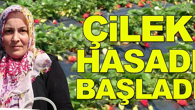 Çilek hasadı başladı