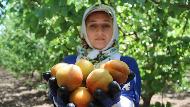 Depremin vurduğu Hatay'da kayısı hasadı başladı