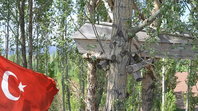 Görenler gözlerine inanamıyor, ağaçların dallarında meyve değil tabut var