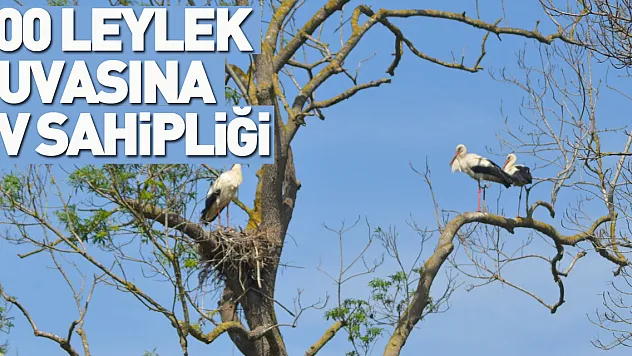 900 leylek yuvasına ev sahipliği yapıyor