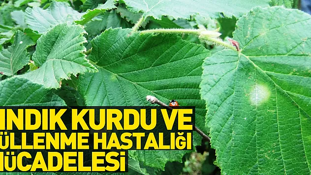 Fındık kurdu ve küllenme hastalığı ile mücadele zamanı