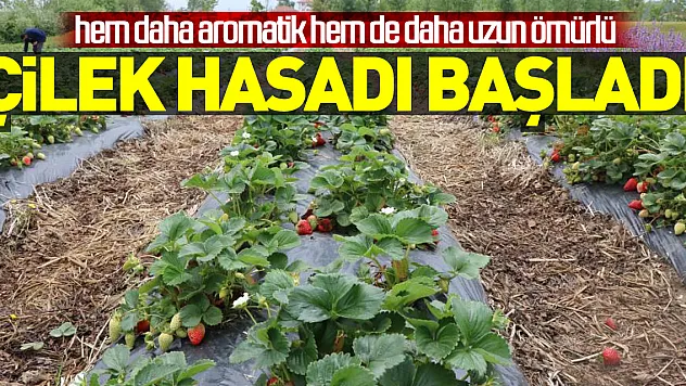 Bu çilek hem daha aromatik hem de daha uzun ömürlü