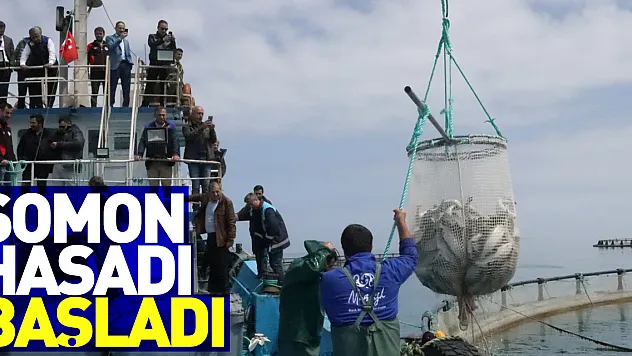 Samsun'da Türk somonu hasadı başladı