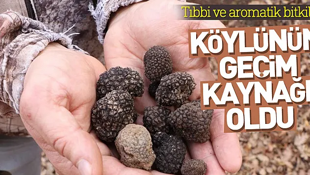 Tıbbi ve aromatik bitkiler orman köylüsünün geçim kaynağı oluyor