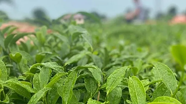 ÇAYKUR birinci sürgünde 48 bin 500 ton yaş çay aldı