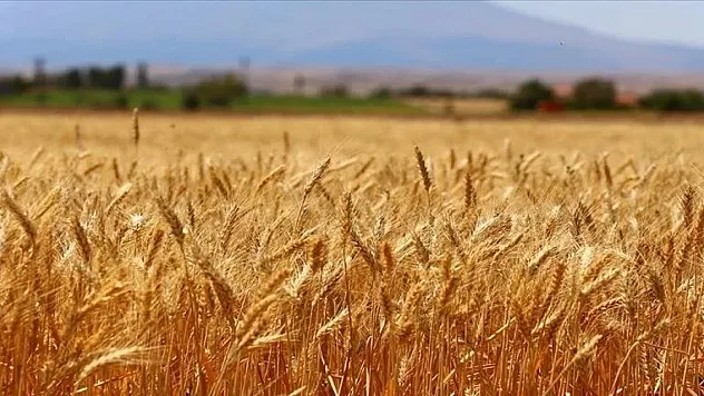Türk buğday sektörü için kapsamlı yol haritası geliştirildi